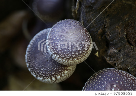 大きな原木シイタケ 97908655