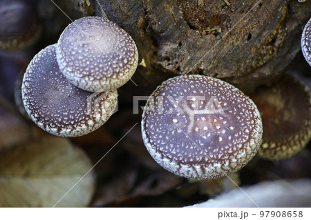 大きな原木シイタケ 97908658