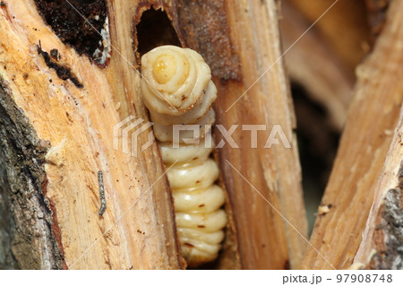 割った、クリの木の中から出てきた、カミキリムシの幼虫 97908748