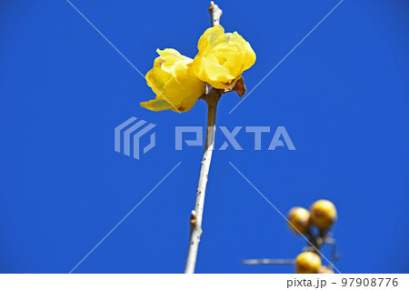 ロウバイ(蝋梅) ロウバイ(蝋梅) 97908776