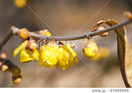 ロウバイ(蝋梅) ロウバイ(蝋梅) 97908999