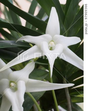 アングレカム・セスキペダレ Angraecum sesquipedale ラン・洋ランの原種 アングレカム・セスキペダレ Angraecum sesquipedale ラン・洋ランの原種 97909366
