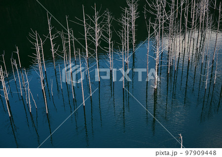 湯西川ダム 水没林 冬 湯西川ダム 水没林 冬 97909448
