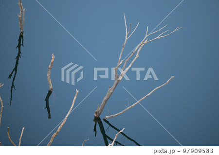 湯西川ダム 水没林 栃木 湯西川ダム 水没林 栃木 97909583