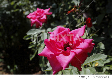 荒尾市 おもやい市民花壇 バラの花、 荒尾市 おもやい市民花壇 バラの花、 97909584
