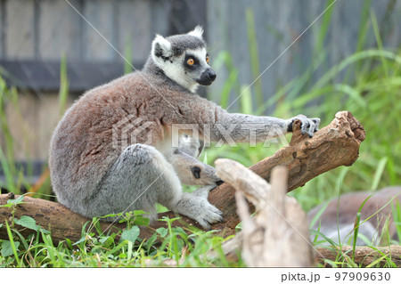 ワオキツネザル 97909630