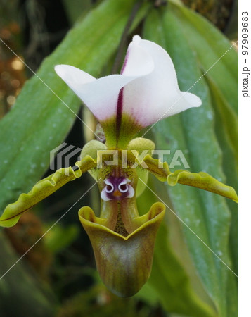 パフィオペディルム・スピケリアヌム  Paphiopedilum spicerianum　ランの原種 97909683