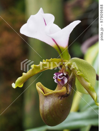 パフィオペディルム・スピケリアヌム Paphiopedilum spicerianum ランの原種 パフィオペディルム・スピケリアヌム Paphiopedilum spicerianum ランの原種 97909688