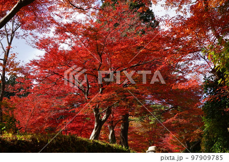 世界遺中尊寺の紅葉 世界遺中尊寺の紅葉 97909785