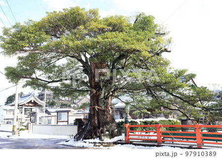 霞のタブの木 冬（福井県 坂井市 丸岡町） 97910389