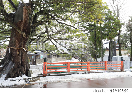 霞のタブの木 冬（福井県 坂井市 丸岡町） 97910390
