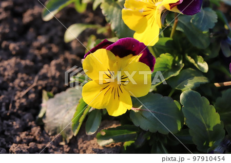 日本の冬の庭に咲く黄色いパンジーの花 日本の冬の庭に咲く黄色いパンジーの花 97910454