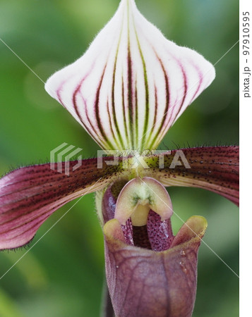 パフィオペディルム・プルプラツム　Paphiopedilum purpuratum　ランの原種 97910595