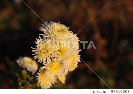 日本の冬の庭に咲く黄色い菊の花 日本の冬の庭に咲く黄色い菊の花 97910608