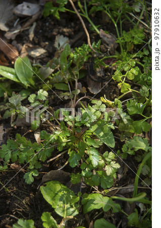 畑のコリアンダー 97910632