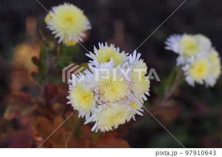 日本の冬の庭に咲く白と黄色の複色の菊の花 97910643