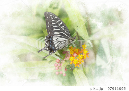 花の蜜を吸っているアゲハチョウ 花の蜜を吸っているアゲハチョウ 97911096