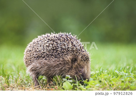 Hedgehog looking for food on a green lawn Hedgehog looking for food on a green lawn 97912826