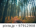 Nature trail in a pine tree forest in the fall 97912908