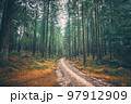 Tall pine trees in a mystic forest 97912909