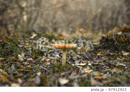 Red mushroom in the early autumn Red mushroom in the early autumn 97912922