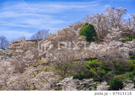 #三休公園 #みやすみ公園 #みやすみこうえん #春 #桜 #岡山県 #美咲町 #三休公園 #みやすみ公園 #みやすみこうえん #春 #桜 #岡山県 #美咲町 97913118