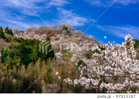 #三休公園 #みやすみ公園 #みやすみこうえん #春 #桜 #岡山県 #美咲町 #三休公園 #みやすみ公園 #みやすみこうえん #春 #桜 #岡山県 #美咲町 97913187