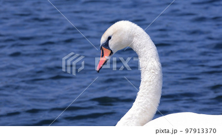 Beautiful swan swimming on a lake - travel photography Beautiful swan swimming on a lake - travel photography 97913370