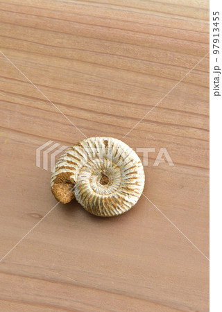 アンモナイト アンモナイト 97913455