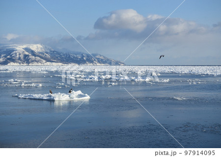 羅臼の流氷、知床半島、北海道 97914095