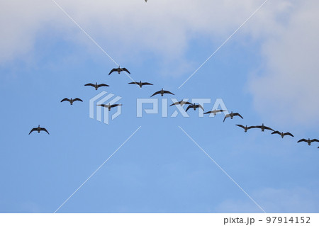 編隊を組んで飛ぶシジュウカラガン 編隊を組んで飛ぶシジュウカラガン 97914152