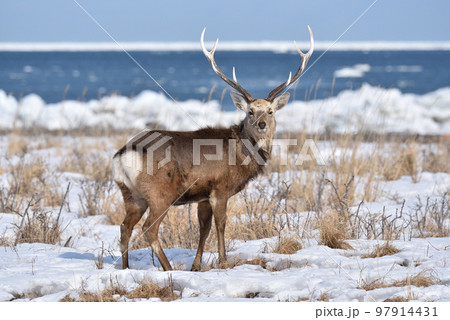 エゾジカ、野付半島、北海道 97914431