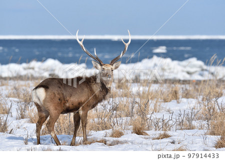 エゾジカ、野付半島、北海道 97914433