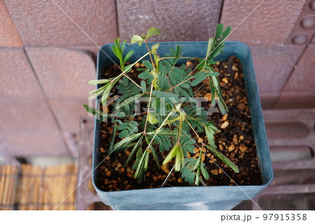 オジギソウ(植木鉢)21 オジギソウ(植木鉢)21 97915358