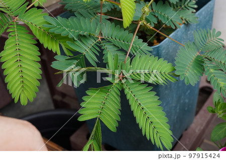 オジギソウ(植木鉢)02 オジギソウ(植木鉢)02 97915424