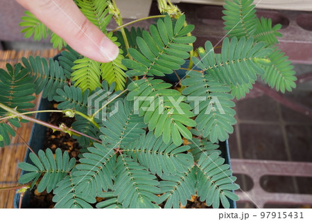 オジギソウ(植木鉢)06 オジギソウ(植木鉢)06 97915431