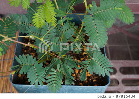 オジギソウ（植木鉢）08 97915434