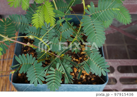 オジギソウ（植木鉢）09 97915436