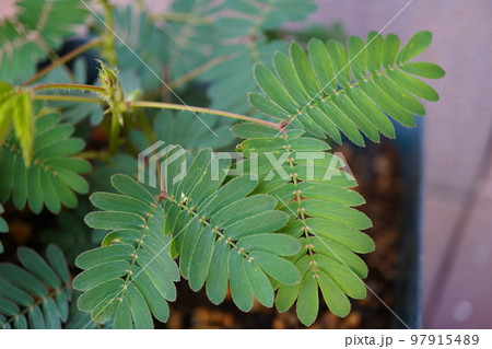 オジギソウ（植木鉢）12 97915489