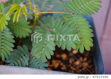 オジギソウ（植木鉢）13 97915490