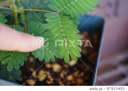 オジギソウ（植木鉢）14 97915491