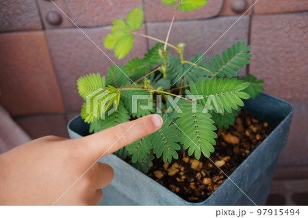 オジギソウ（植木鉢）17 97915494