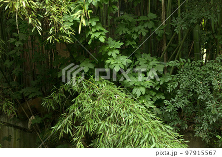 Tropic Forest Leaves Green Close Background. Tropic Forest Leaves Green Close Background. 97915567