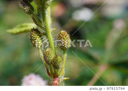 オジギソウの蕾08 オジギソウの蕾08 97915794