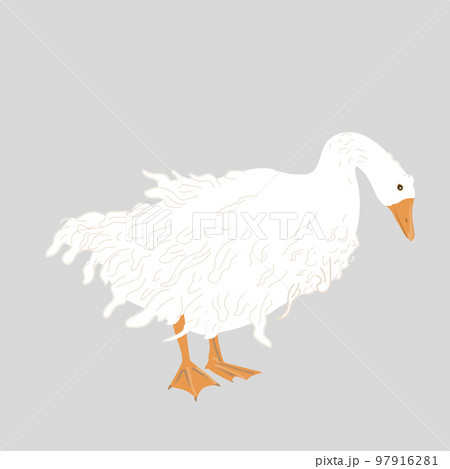 Cute Sebastopol goose. Cartoon vector illustration isolated on grey background. 97916281