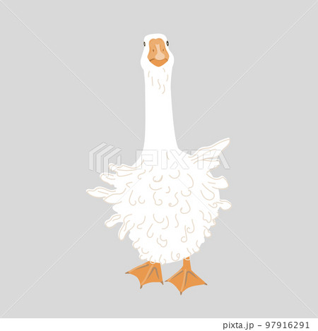 Cute Sebastopol goose. Cartoon vector illustration isolated on grey background. Cute Sebastopol goose. Cartoon vector illustration isolated on grey background. 97916291