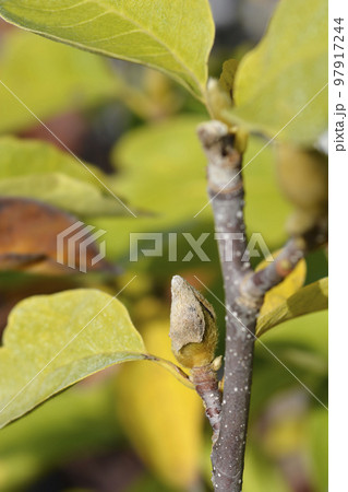Magnolia Lennei Alba 97917244