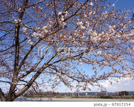 桜 桜 97917254
