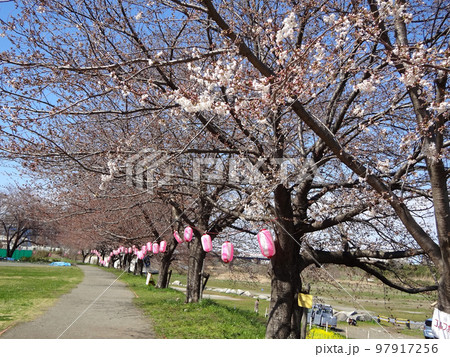 桜 桜 97917256