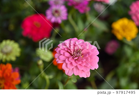 Beautiful pink colorful zinnia elegans flowers in garden. Beautiful pink colorful zinnia elegans flowers in garden. 97917495